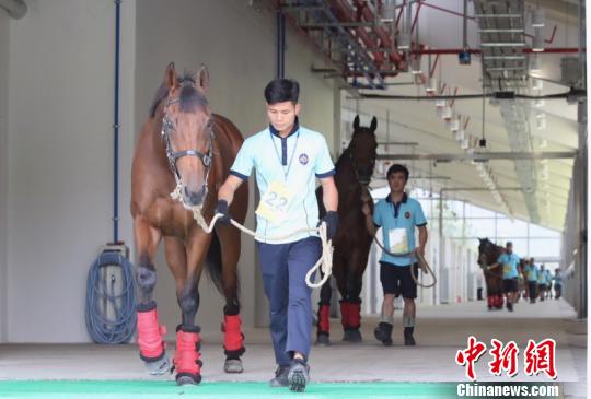 香港马会首批21匹现役马进驻广州从化马场-图3