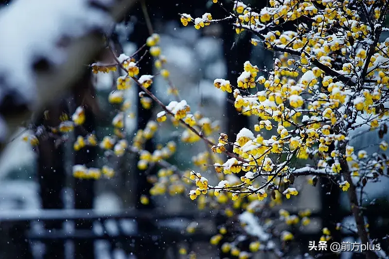 小雪，我们吃点啥？  -图3