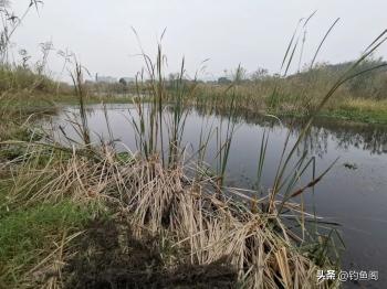 草鱼究竟是钓底还是钓浮？把这个问题搞清楚，鱼获蹭蹭上涨  -图2