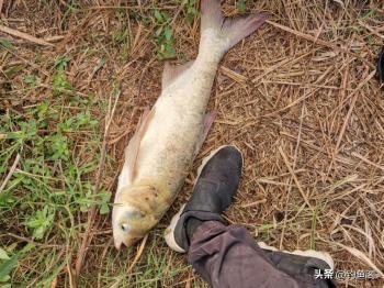 钓鲢鳙的5种“佐料”，效果好还便宜，最后一种很多人想不到  -图5